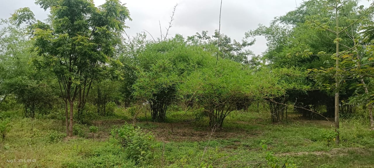 Tree Plantation at Tandulwadi Bk.